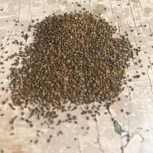 Plody horského zeleru – Ľubovník (Blízky východ) – 30 g