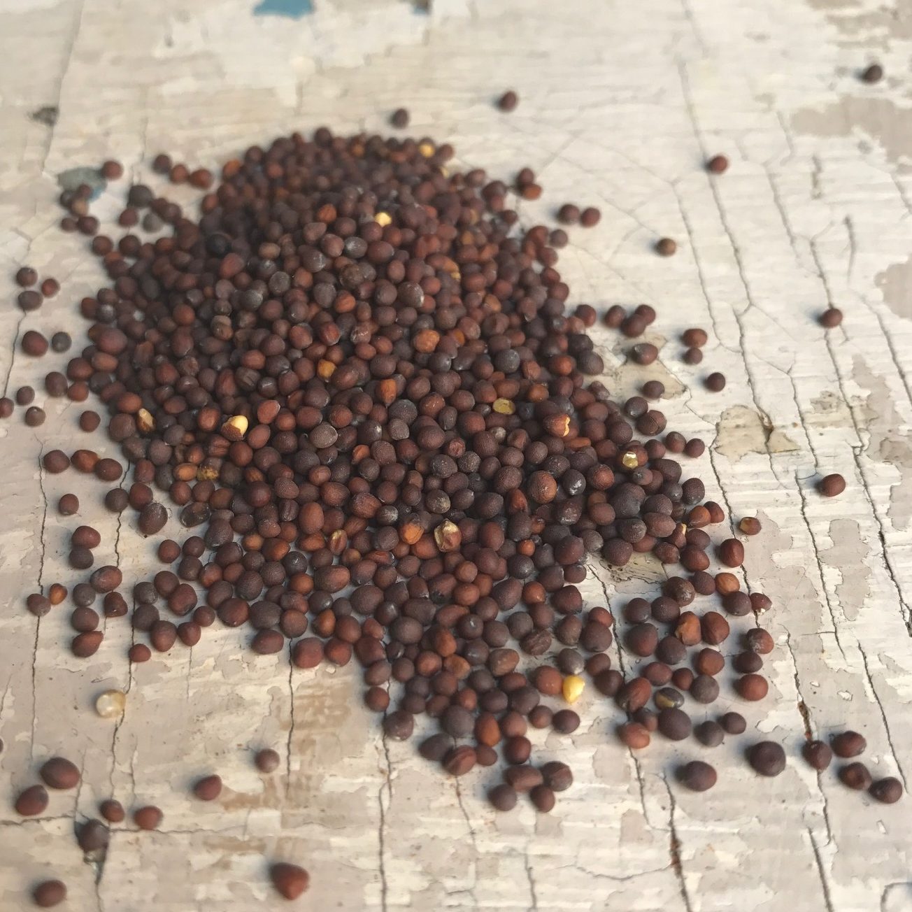 Semená čiernej horčice (Ázia, Európa) - 30 g