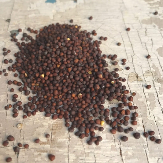 Semená čiernej horčice (Ázia, Európa) - 30 g